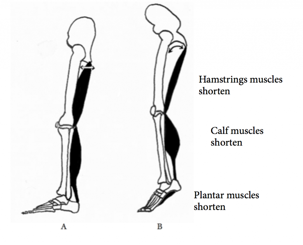 The calf muscle and the heart « Put Your Best Feet Forward