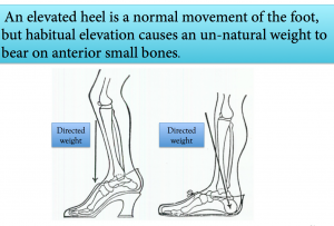 Why Is The Calf Muscle Considered The Second Heart? — Shaftesbury