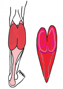 Why Is The Calf Muscle Considered The Second Heart? — Shaftesbury