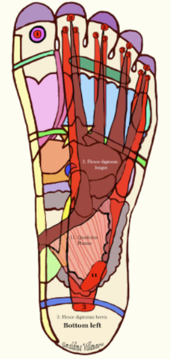 Understanding HammerToes and How to Unbind Them « Put Your Best Feet
